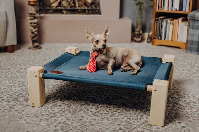 raised dog bed benefits