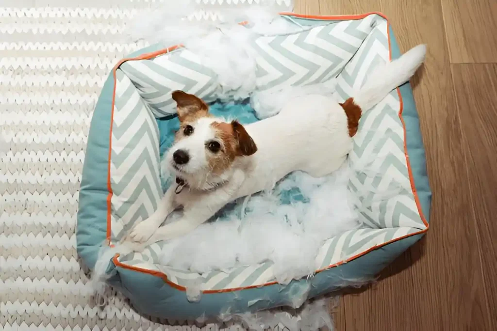 dog destroying bed