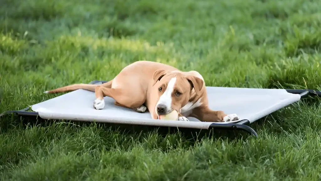 raised dog bed benefits