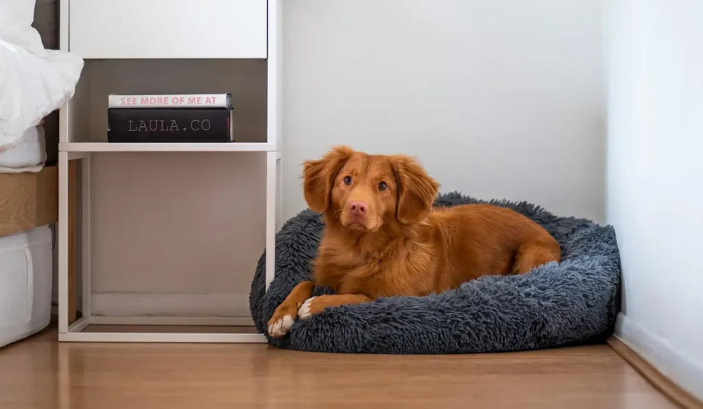 when to replace a dog bed