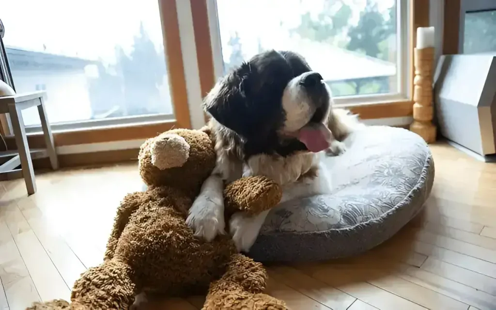 how to wash a dog bed with stuffing